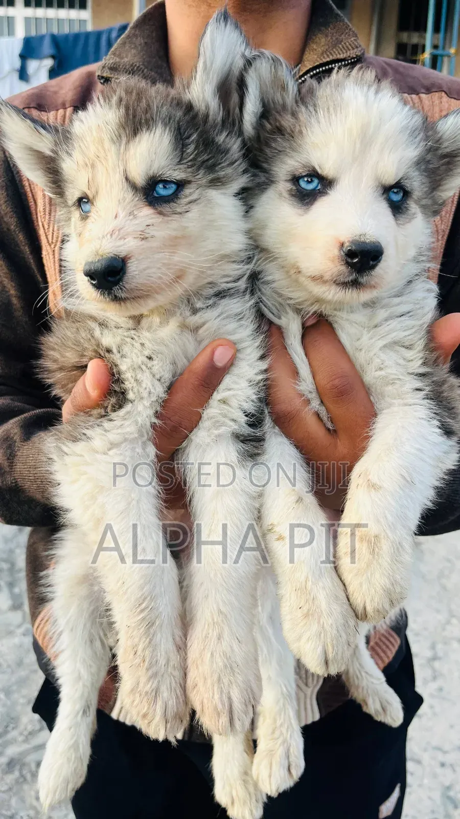 1-3 months Male Purebred Siberian Husky