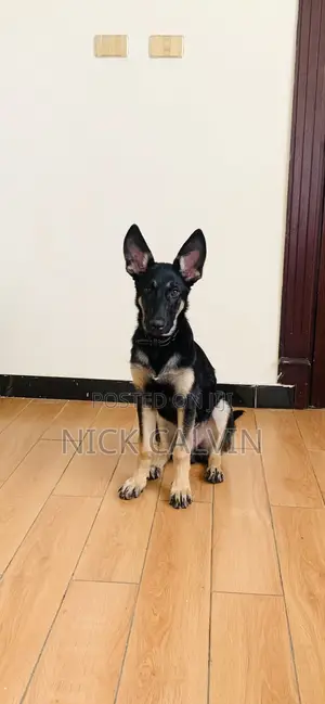 3-6 months Male Purebred German Shepherd
