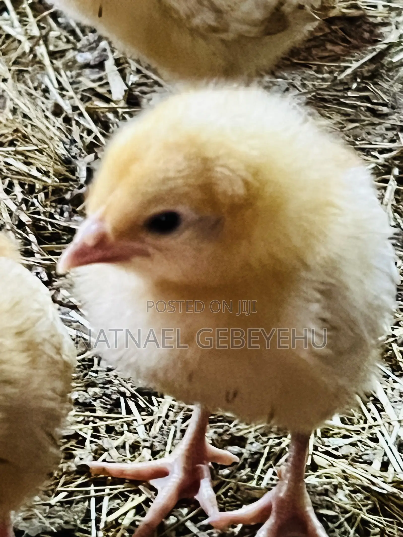 Bovans Brown Chicken, 2 Month Old