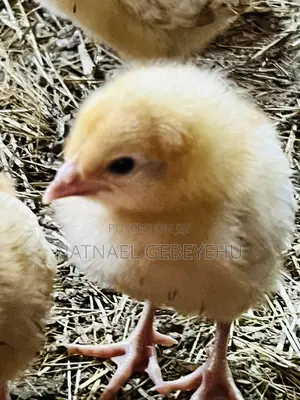 Bovans Brown Chicken, 2 Month Old