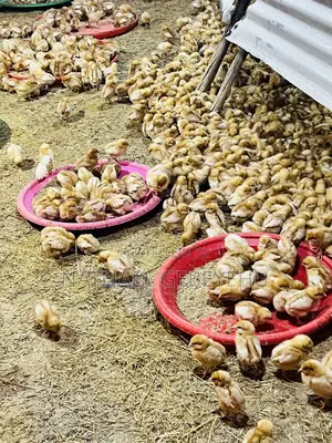 Bovans Brown Chicken, 2 Month Old