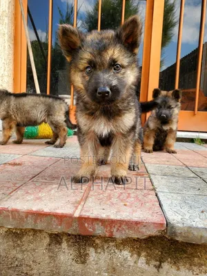 1-3 months Male Purebred German Shepherd