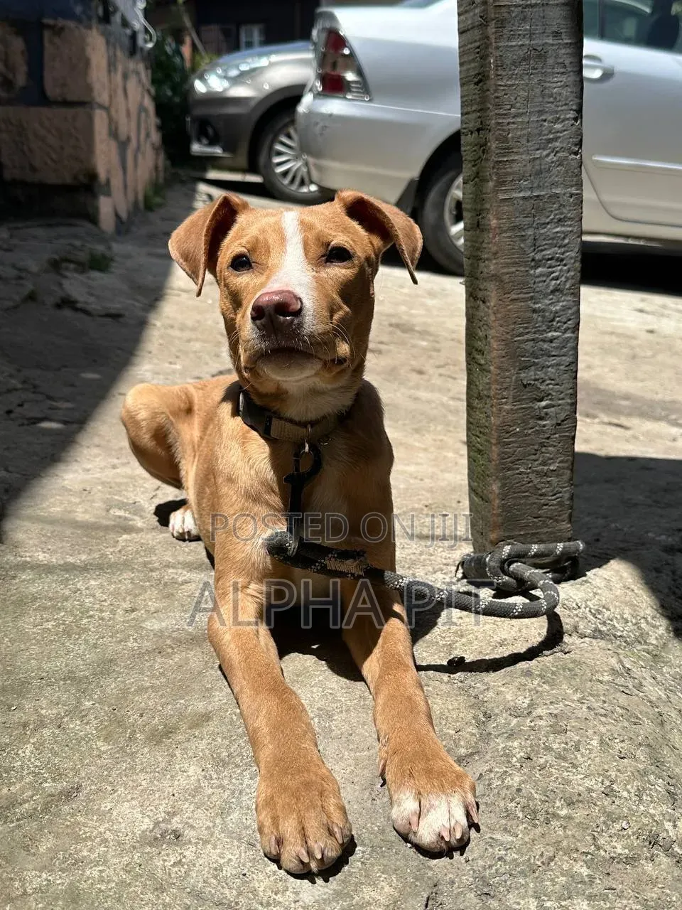 1-3 months Male Purebred American Pit Bull Terrier