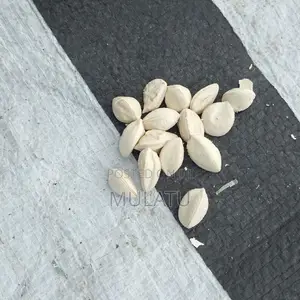 Moringa Seed