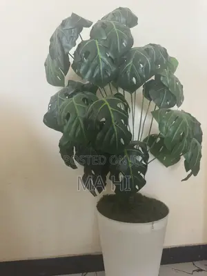 Plant Tree