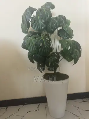 Plant Tree
