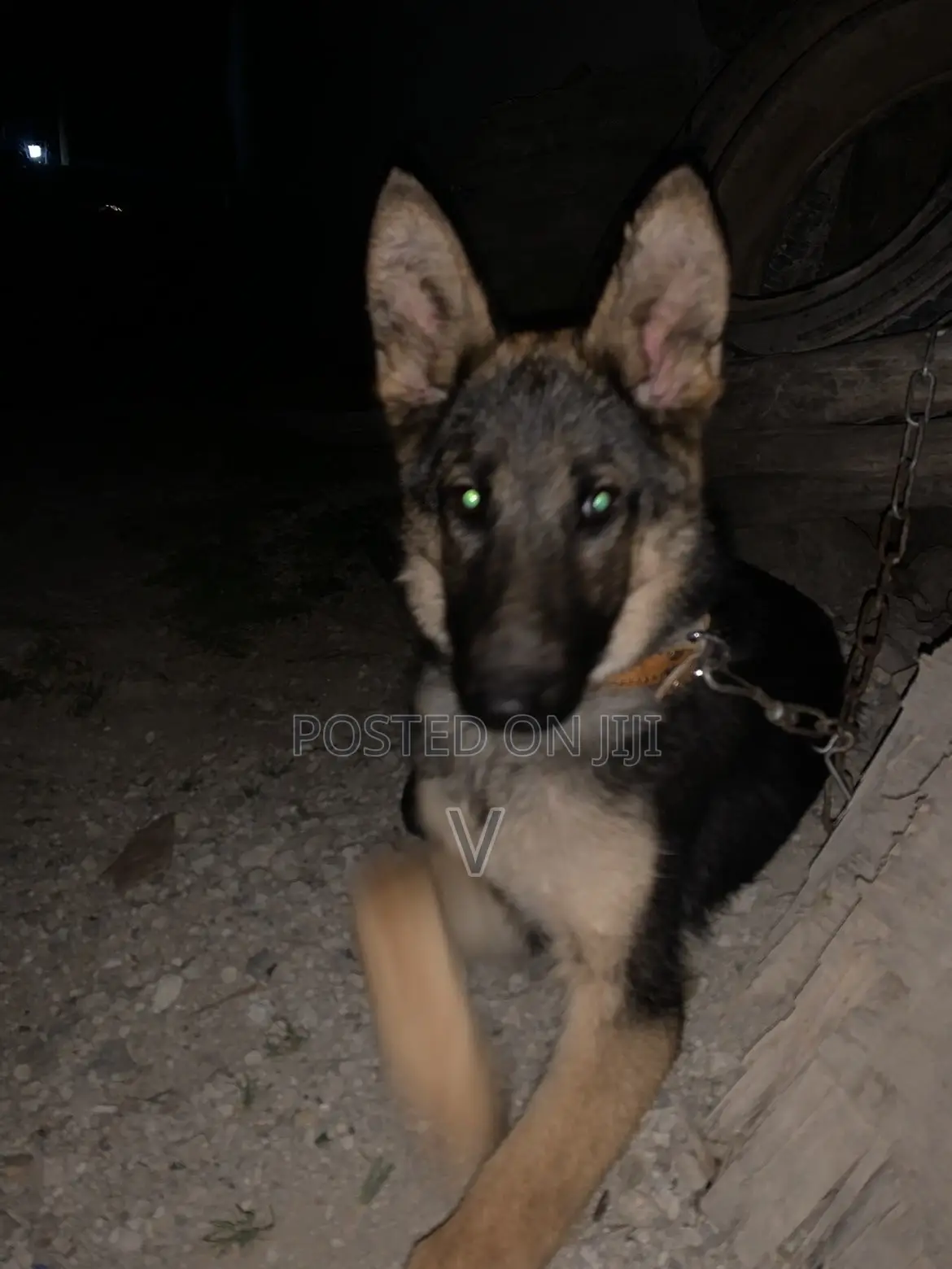 6-12 months Female Purebred German Shepherd