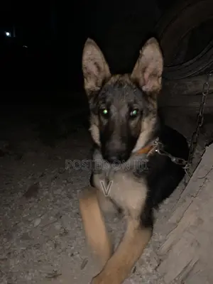 6-12 months Female Purebred German Shepherd