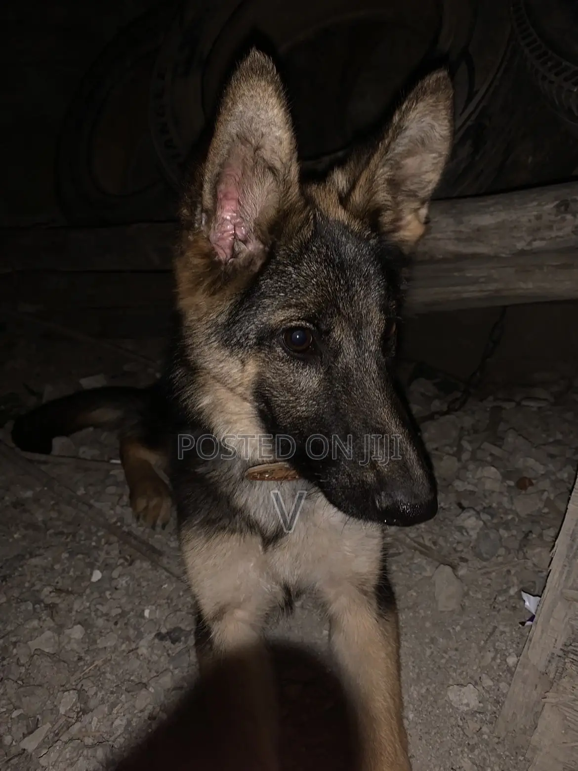 6-12 months Female Purebred German Shepherd