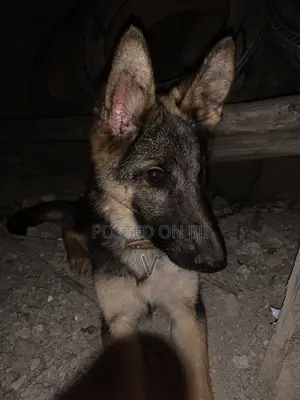 6-12 months Female Purebred German Shepherd