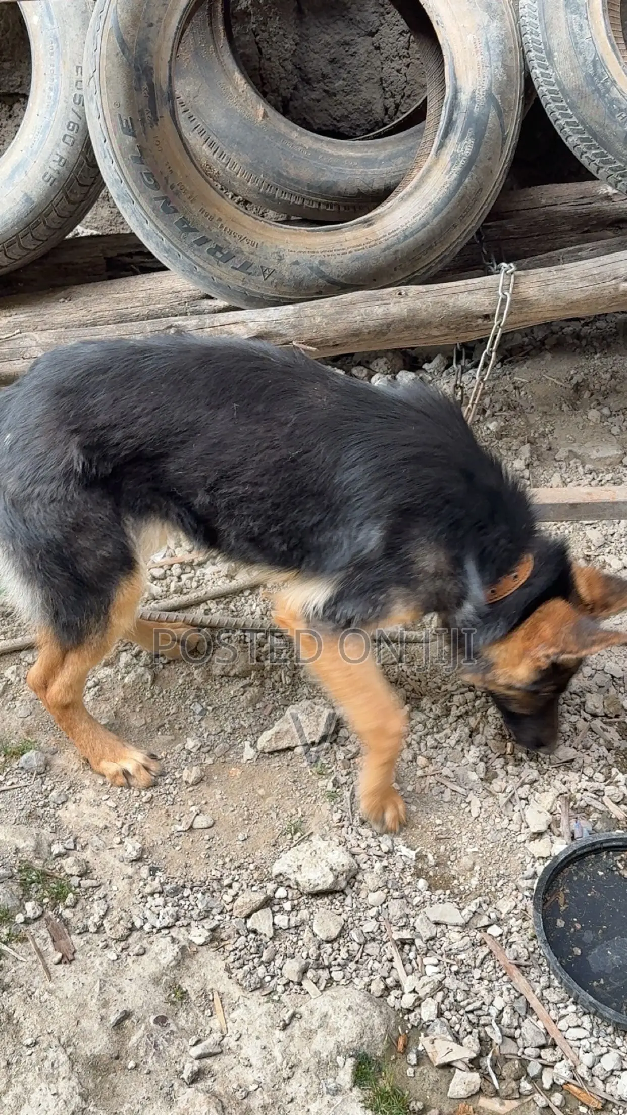 6-12 months Female Purebred German Shepherd