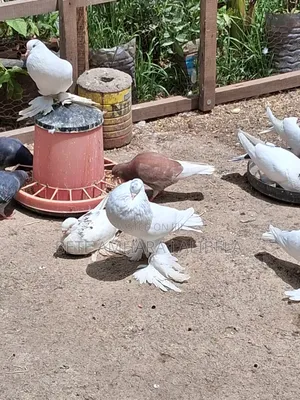 በጣም አሪፍ ፖተሮች