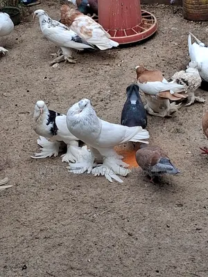 በጣም አሪፍ ፖተሮች