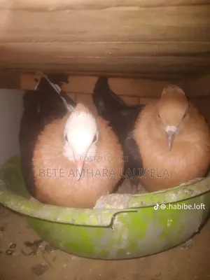 የፈለፈሉ ጥንድ አርኬጅል