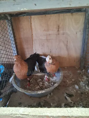 የፈለፈሉ ጥንድ አርኬጅል