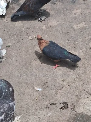 የፈለፈሉ ጥንድ አርኬጅል