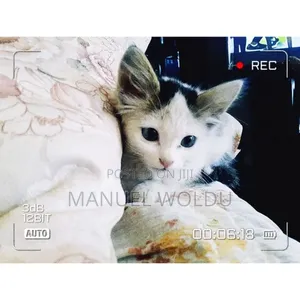 1-3 months Male Mixed Breed Cat