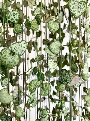 String of Hearts
