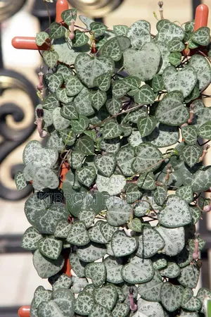 String of Hearts