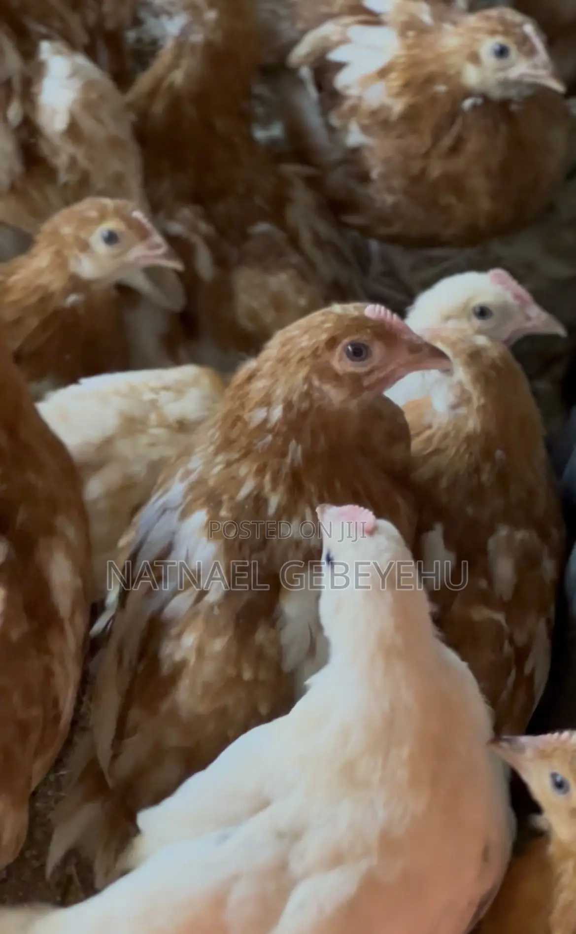 Bovans Brown Chicken, 2 Month Old