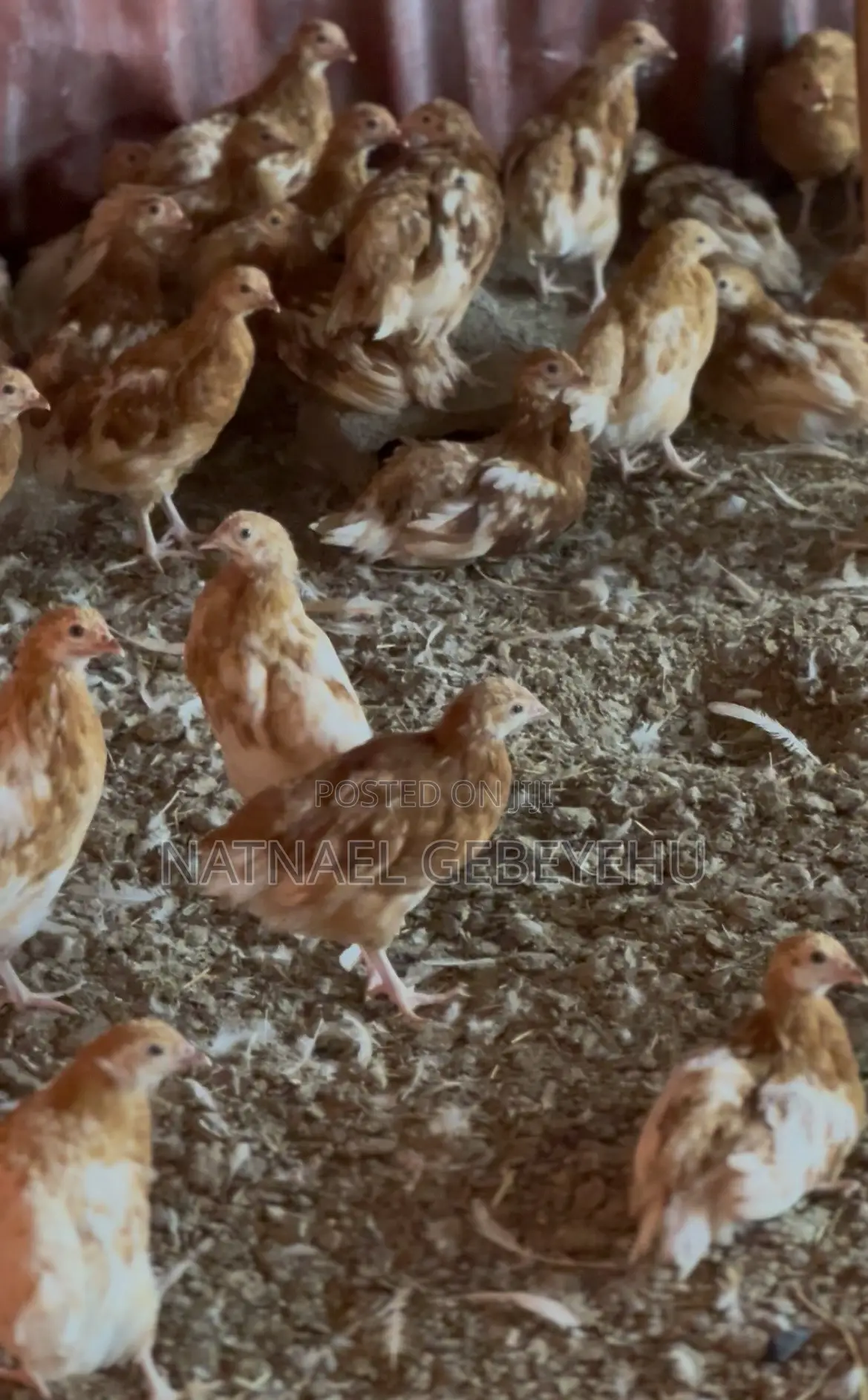 Bovans Brown Chicken, 2 Month Old