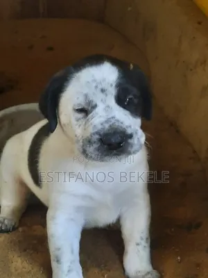 1-3 months Male Purebred Cane Corso