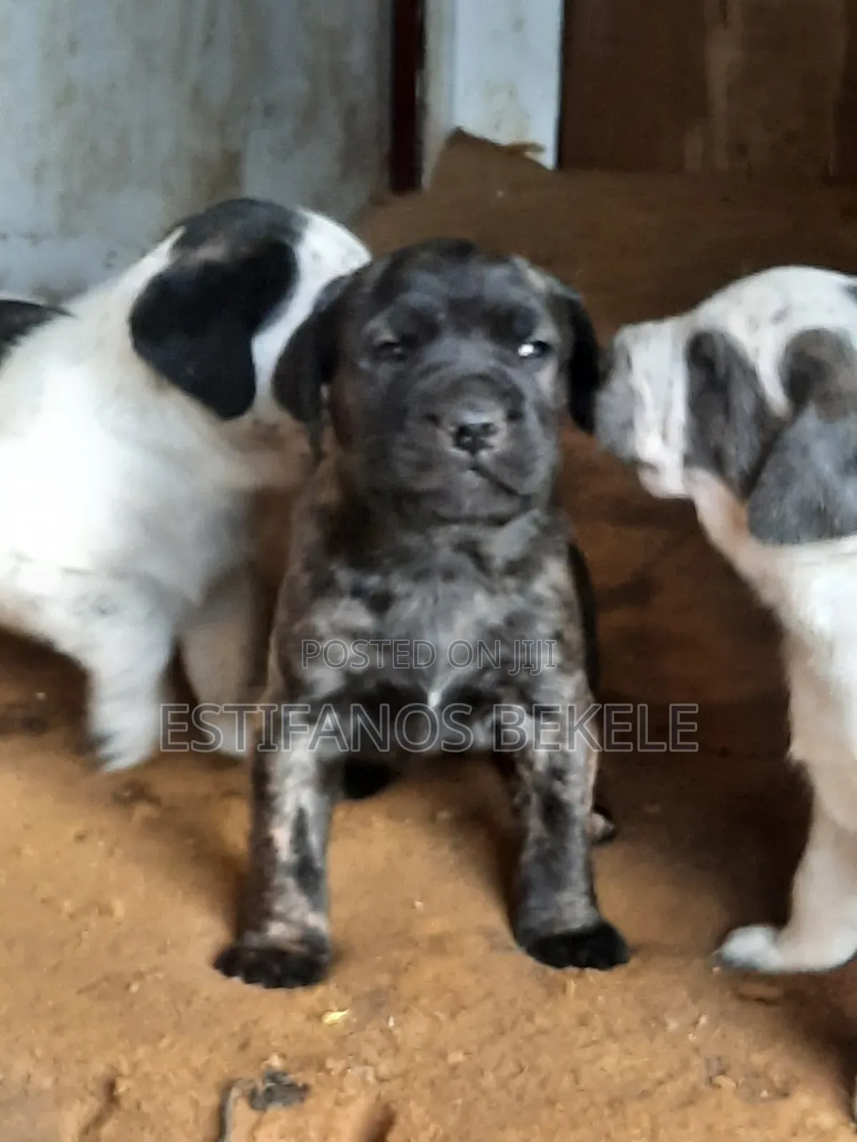 1-3 months Male Purebred Cane Corso