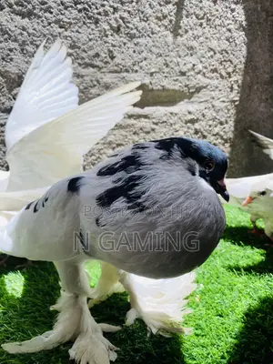 እርግብ Pomeranian Potere
