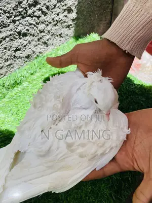እርግብ Pomeranian Potere
