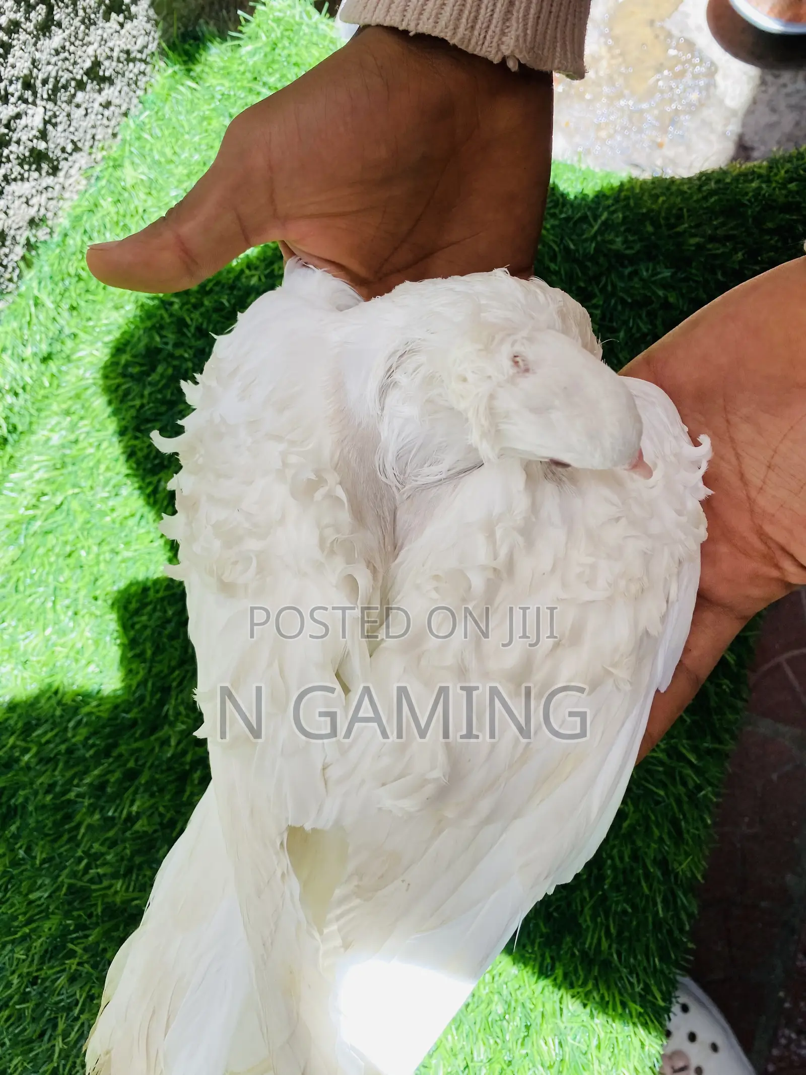 እርግብ Pomeranian Potere