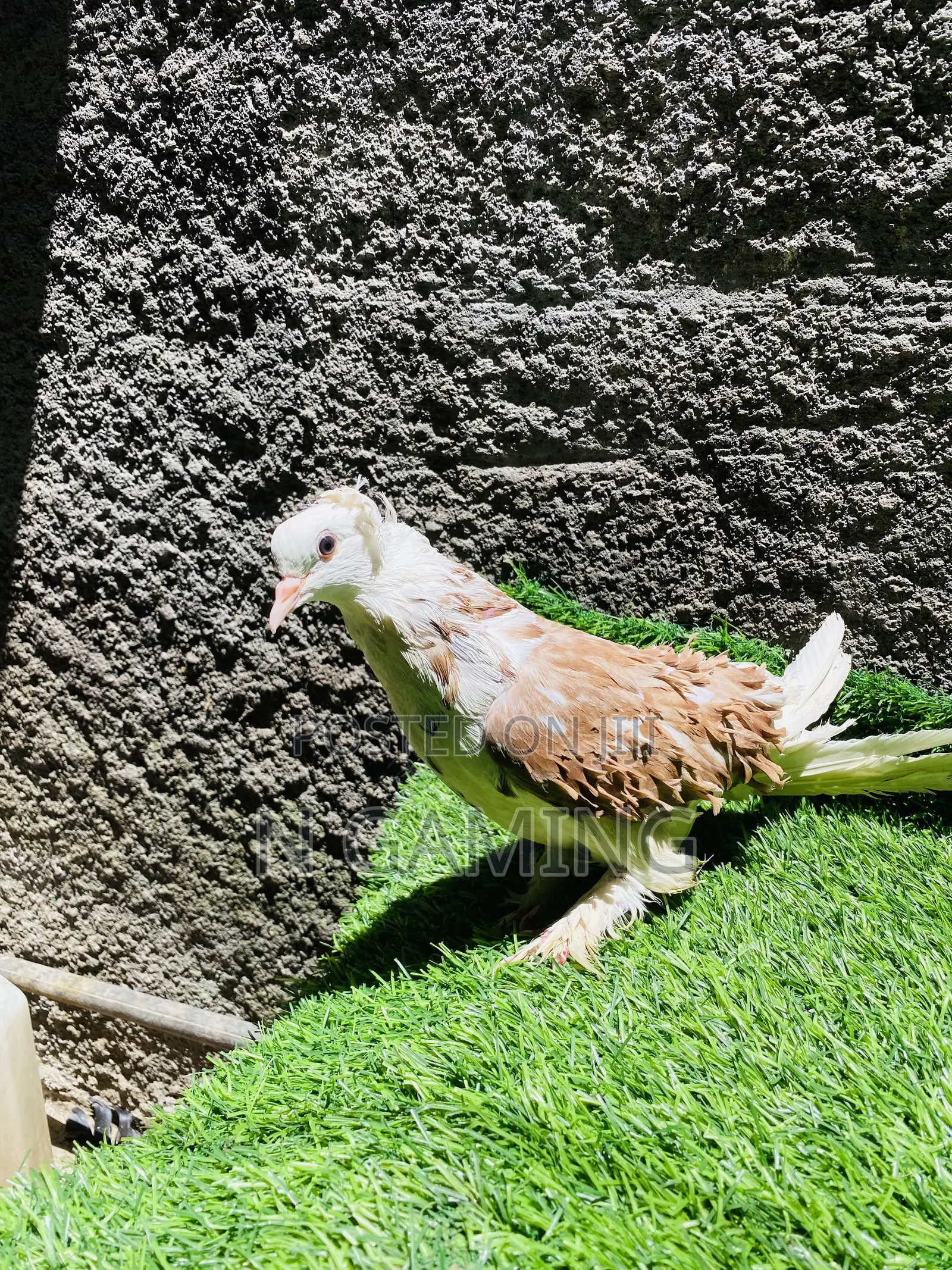 እርግብ Pomeranian Potere