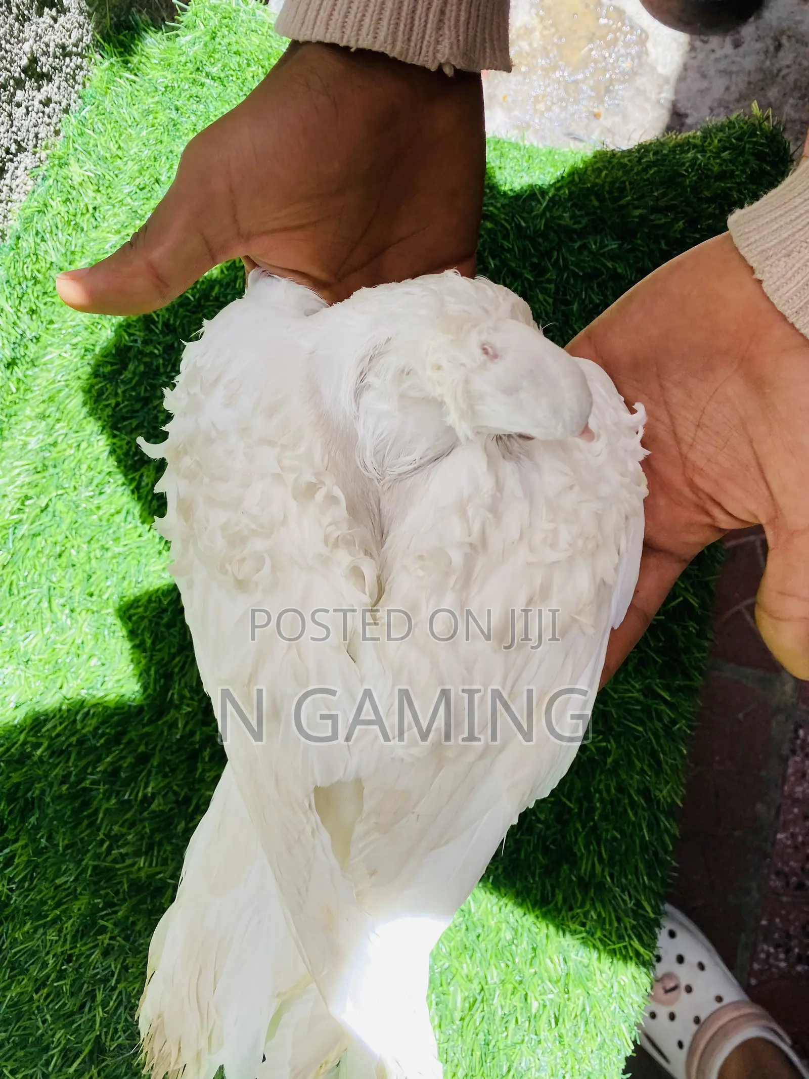 እርግብ Pomeranian Potere