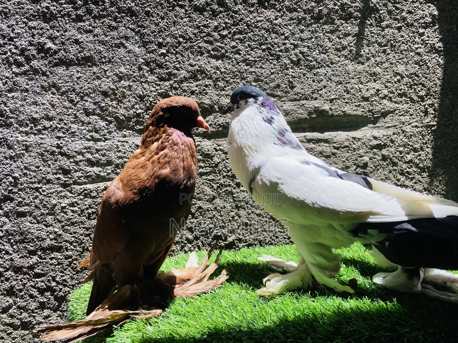 እርግብ Pomeranian Potere