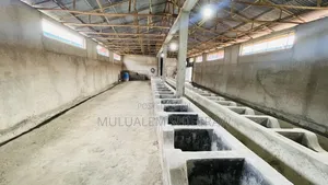 Cattle Farm
