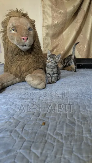 1-3 months Male Purebred Balinese
