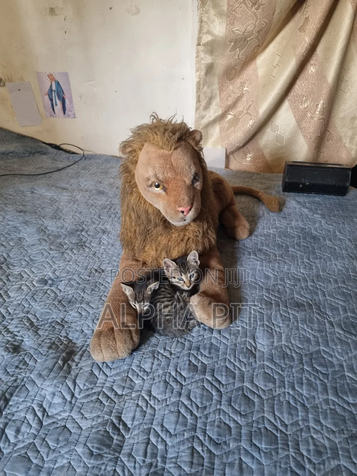 1-3 months Male Purebred Balinese