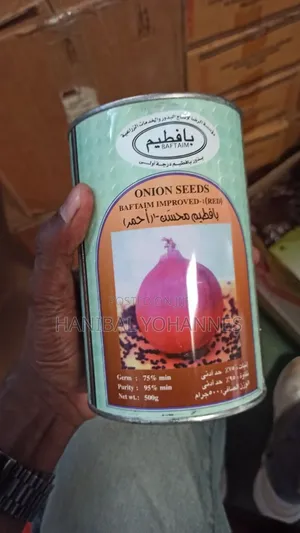Onion Seed