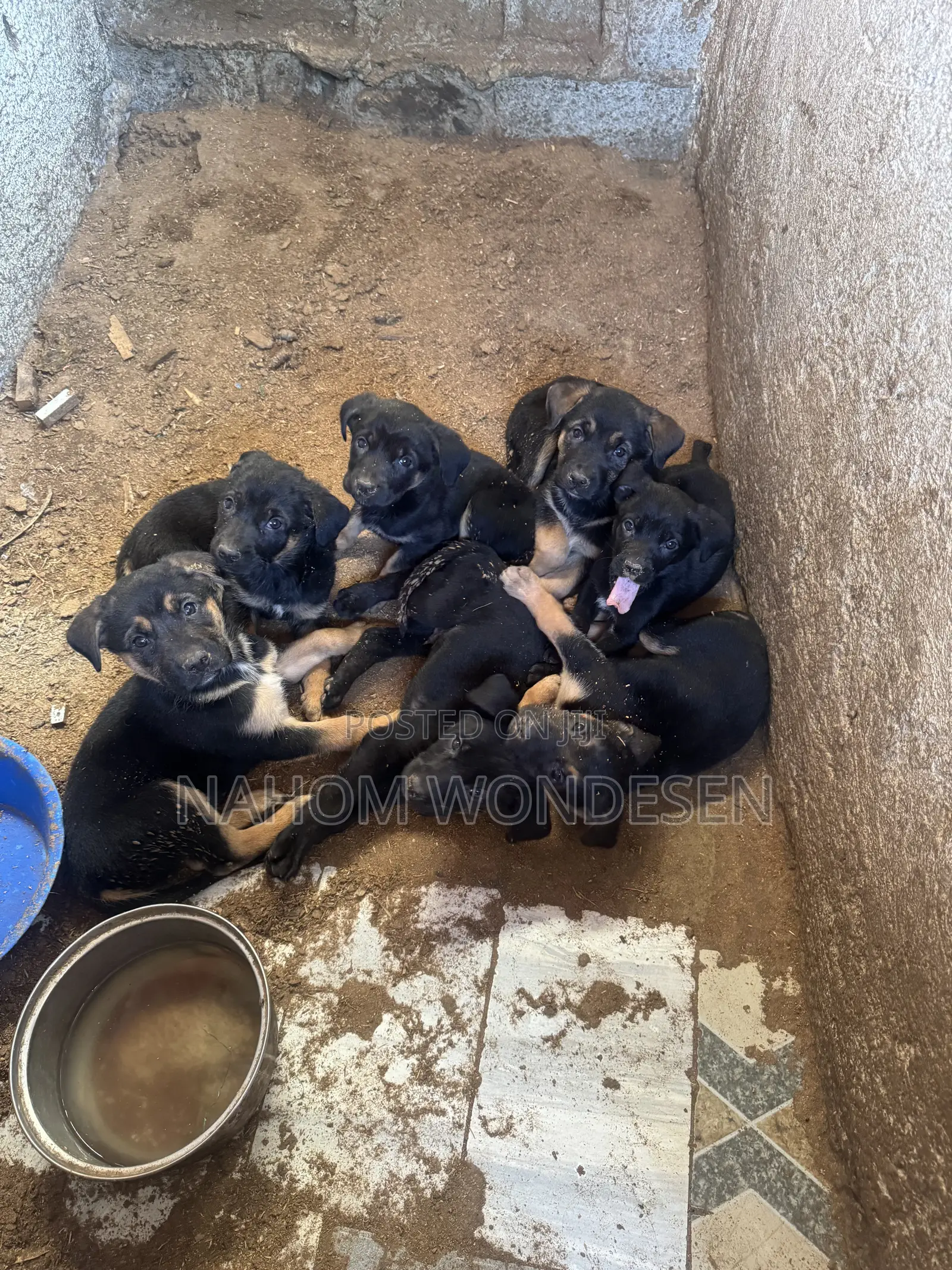 1-3 months Male Purebred German Shepherd
