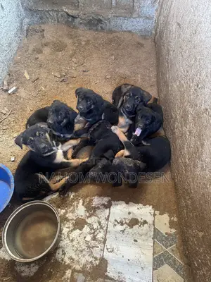 1-3 months Male Purebred German Shepherd