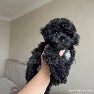 3-6 months Male Purebred Maltese