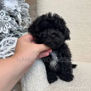 3-6 months Male Purebred Maltese
