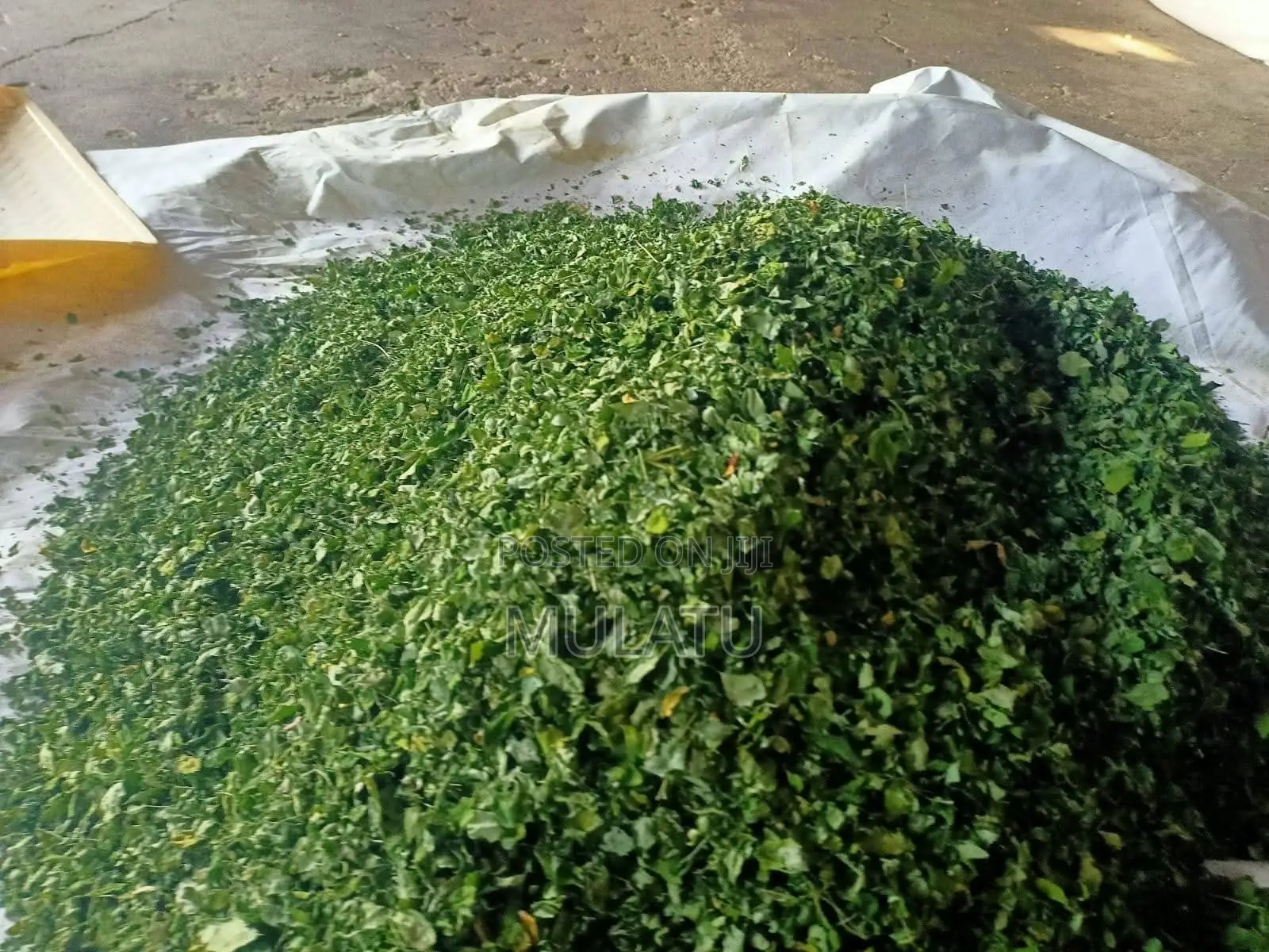 Moringa Powder