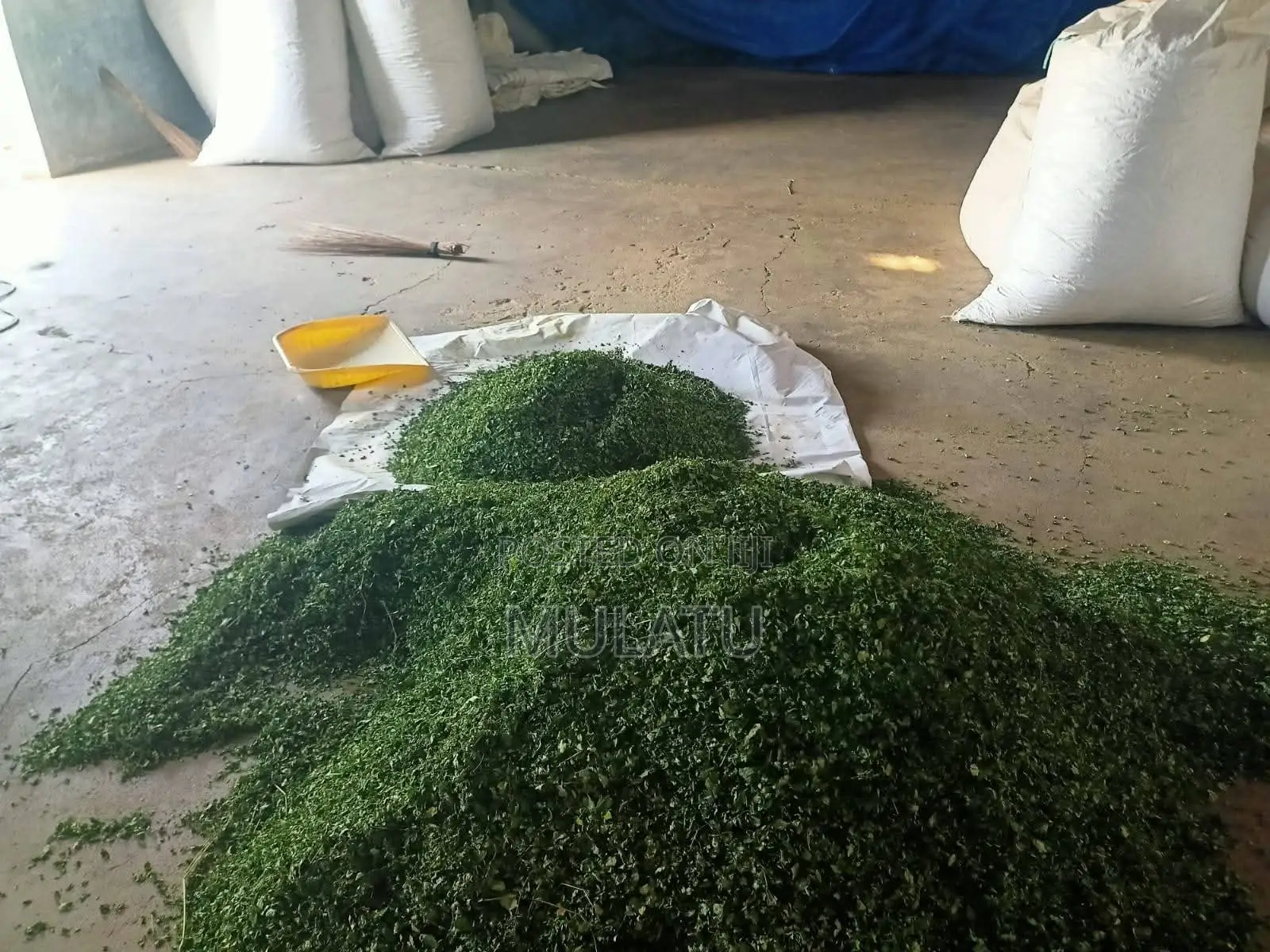 Moringa Powder