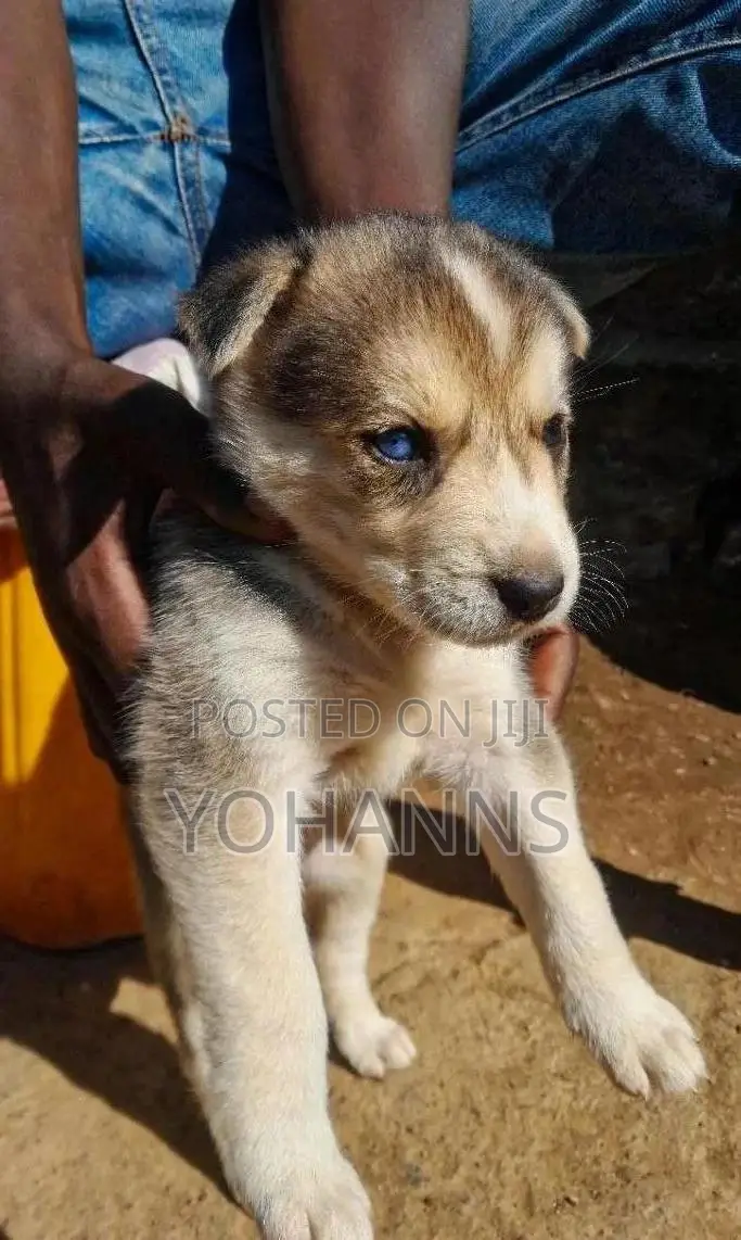 1-3 months Female Mixed Breed Siberian Husky