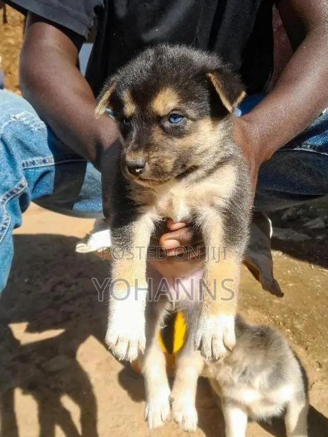 1-3 months Female Mixed Breed Siberian Husky