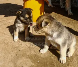 1-3 months Female Mixed Breed Siberian Husky