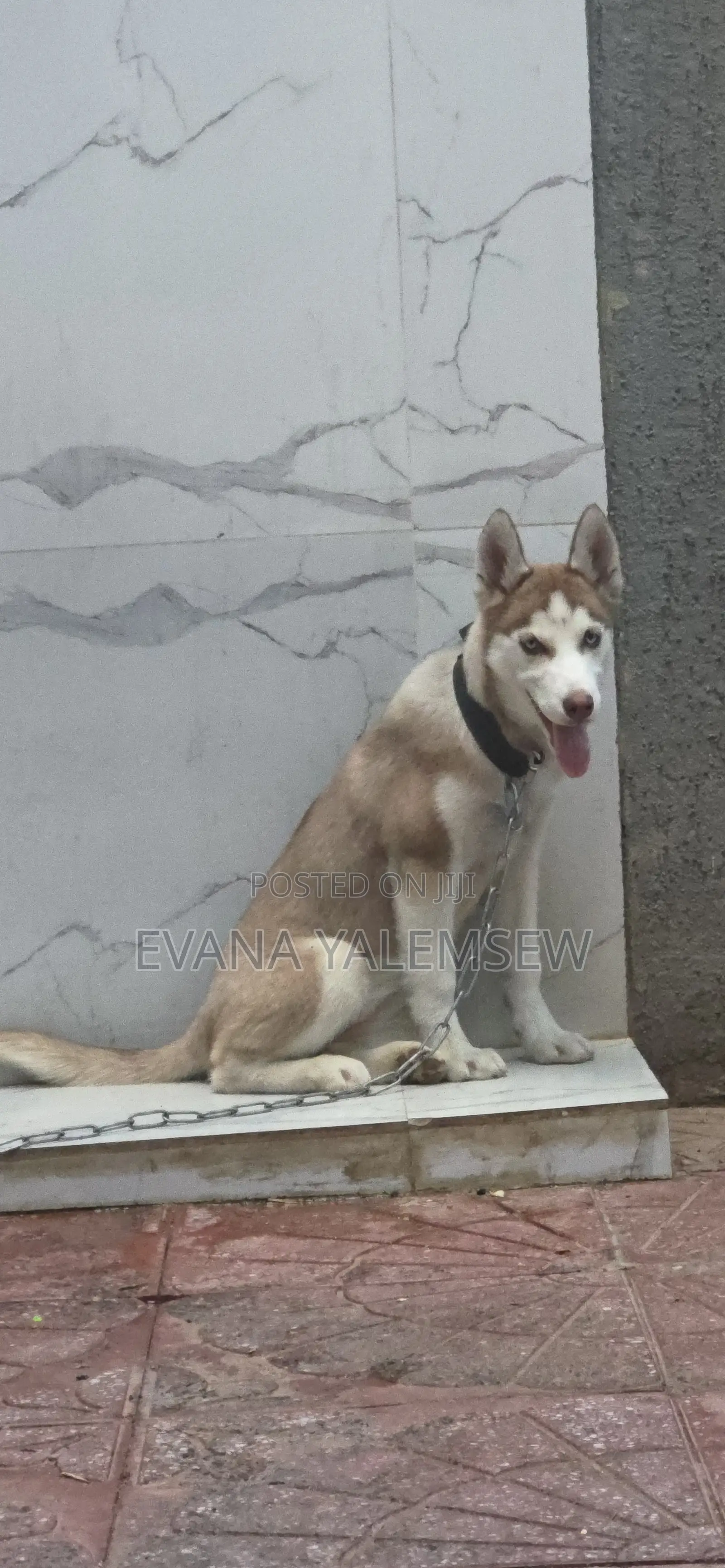 3-6 months Female Purebred Siberian Husky