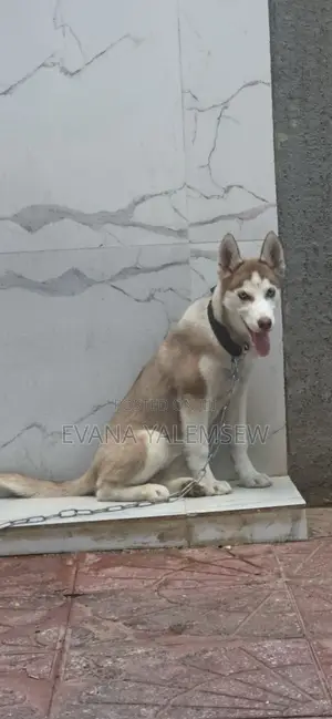 3-6 months Female Purebred Siberian Husky