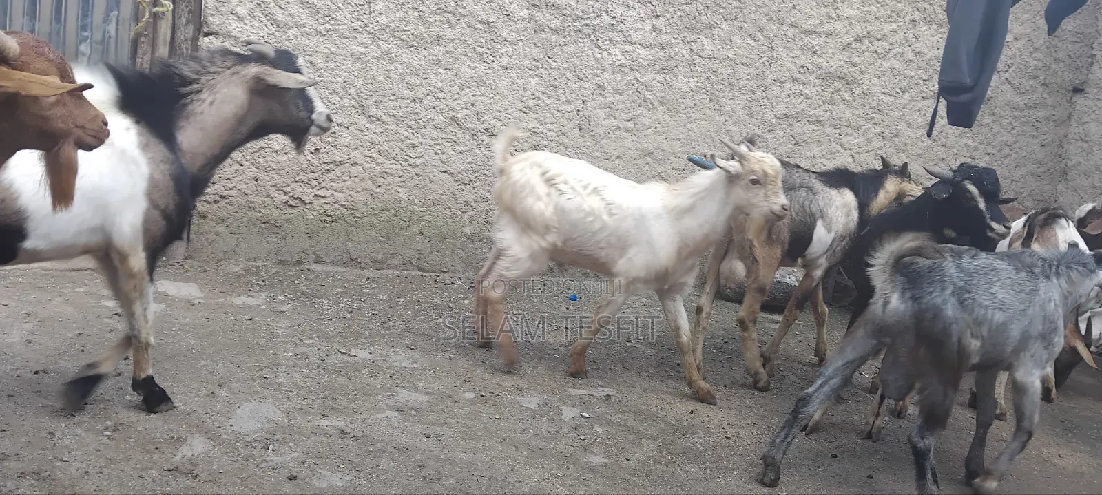 Goat, Cattle and Meat Partitions