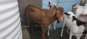 Goat, Cattle and Meat Partitions